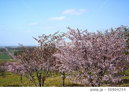 北海道の春 北海道の春 30904254