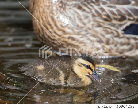 お母さんの傍のカルガモ 30904255