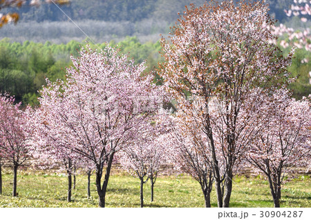 北海道の春 北海道の春 30904287