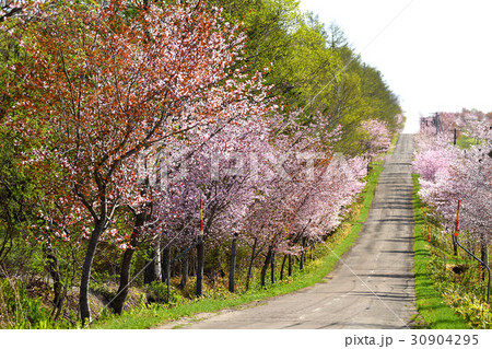 北海道の春 30904295