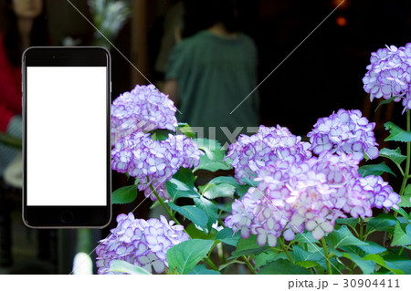 アジサイ　紫陽花　あじさい　梅雨時期　スマホ、画面、スマートフォン、携帯電話 30904411