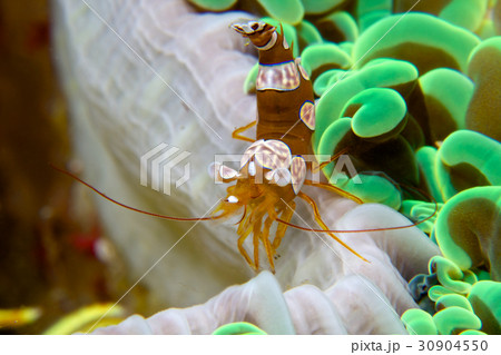 イソギンチャクモエビ 30904550