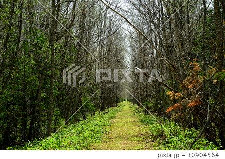 タウシュベツ橋 30904564