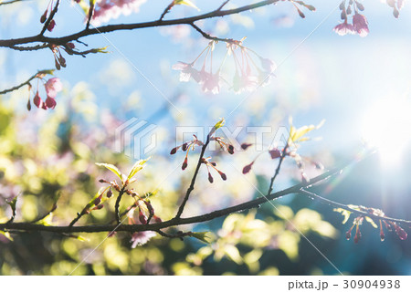 葉桜　 30904938