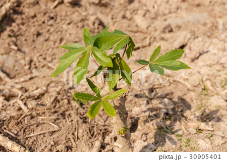 small cassava growing tree 30905401