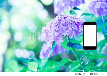 アジサイ　紫陽花　あじさい　梅雨時期　スマホ、画面、スマートフォン、携帯電話 30906099