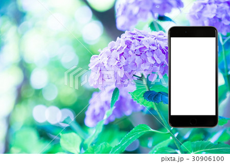 アジサイ　紫陽花　あじさい　梅雨時期　スマホ、画面、スマートフォン、携帯電話 30906100