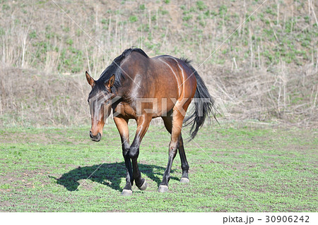 Horses at the farm 30906242