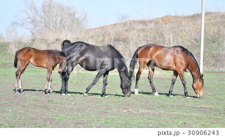 Horses at the farm 30906243