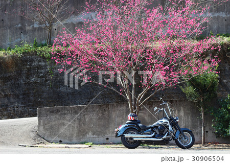 桜 さくら サクラ 30906504