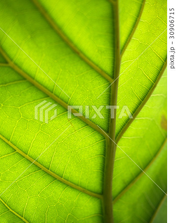 Green leaves background. Leaf texture 30906715