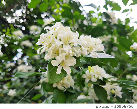 Fresh Orange Jessamine flowers 30906750