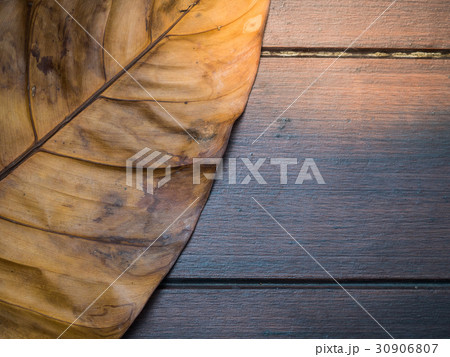 leaf dry on wood floor leaf dry on wood floor 30906807