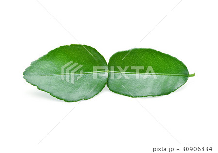 Kaffir lime leaf isolated on white background 30906834