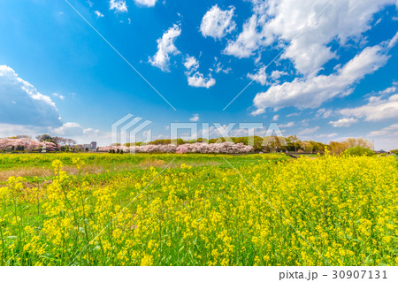 青空と桜と菜の花 30907131