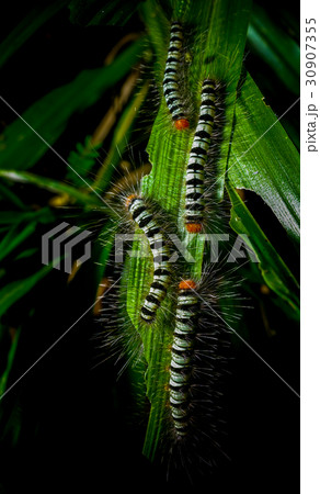 Worm on a grass in the garden 30907355