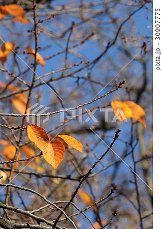 オオシマザクラの黄葉 30907775