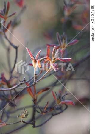 フイリモチツツジ 30907780