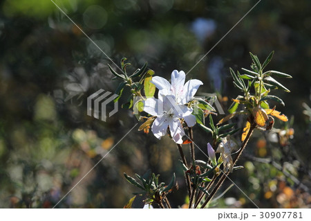 リュウキュウツツジ　白琉球 30907781