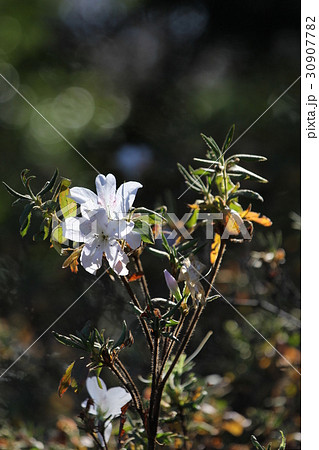 リュウキュウツツジ 白琉球 リュウキュウツツジ 白琉球 30907782