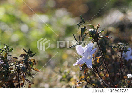 リュウキュウツツジ 白琉球 リュウキュウツツジ 白琉球 30907783