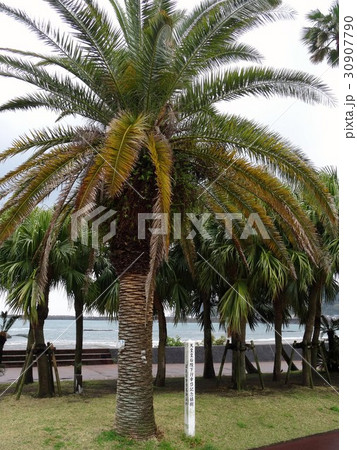 天皇皇后両陛下行幸啓記念植樹フェニックス 30907790