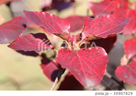 ハヤトミツバツツジ 30907829