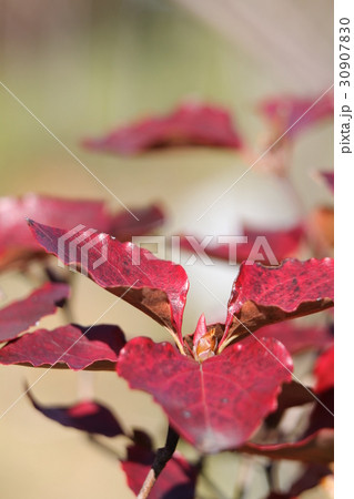 ハヤトミツバツツジ ハヤトミツバツツジ 30907830