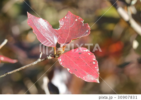 ハヤトミツバツツジ 30907831