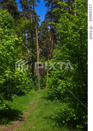 Spring forest trails. Spring forest trails. 30908157