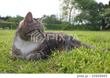 芝生に寝転がるキジシロ猫 30908869