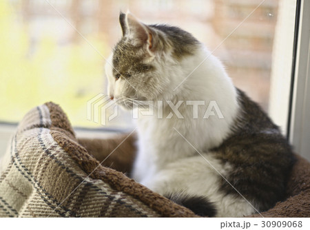 siberian tom cat relaxing in catbed close up photo 30909068