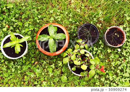lawn and pot sprout plant close up photo lawn and pot sprout plant close up photo 30909274