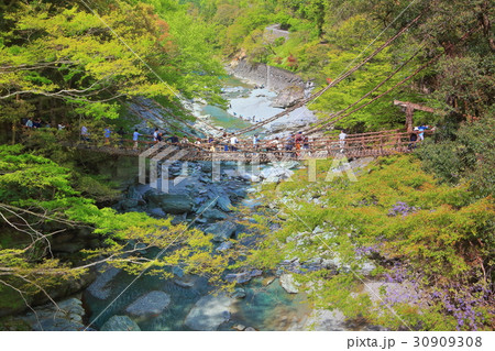 新緑の祖谷のかずら橋 新緑の祖谷のかずら橋 30909308