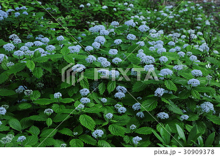 コアジサイの森　奈良県足ノ郷峠 30909378