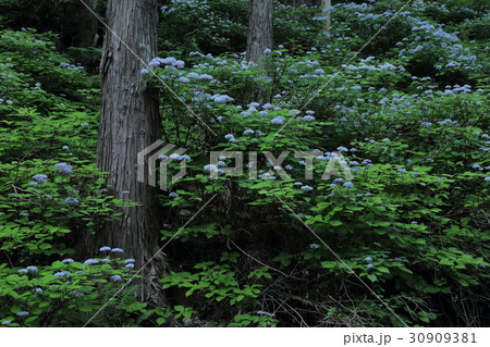コアジサイの森　奈良県足ノ郷峠 30909381