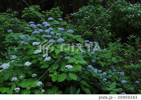 コアジサイの森 奈良県足ノ郷峠 コアジサイの森 奈良県足ノ郷峠 30909383