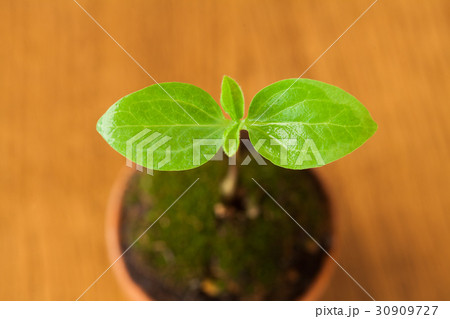 新しい葉, エコイメージ 30909727