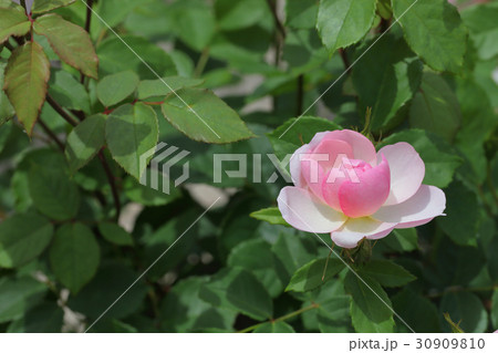 スキャボロフェア・バラの花 30909810