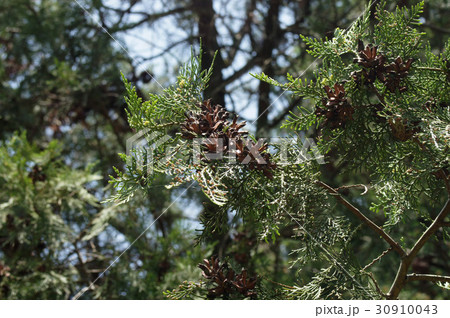 コノテガシワの弾けた実　 30910043