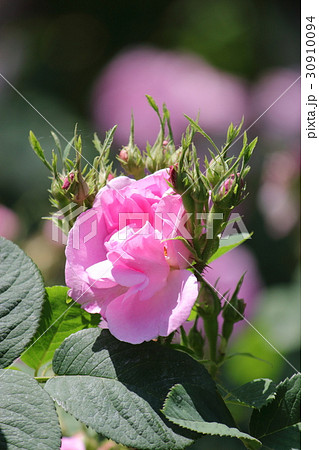 ダマスクローズ 30910094