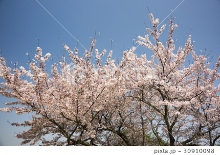 桜風景 30910098