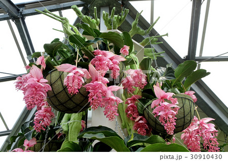 Flowering  medinilla magnifica 30910430