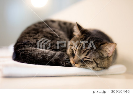 おやすみにゃんこ おやすみにゃんこ 30910446