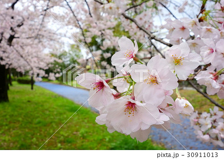 桜咲く大野川緑陰道路 30911013