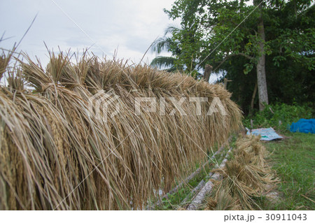 Rice harvest 30911043