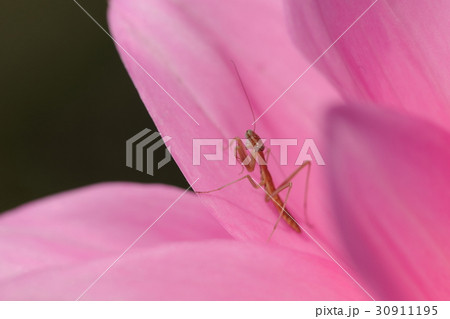 カマキリ カマキリ 30911195