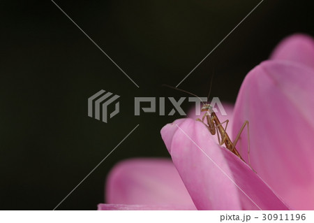 カマキリ カマキリ 30911196
