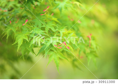 モミジ赤色新芽 モミジ赤色新芽 30911300
