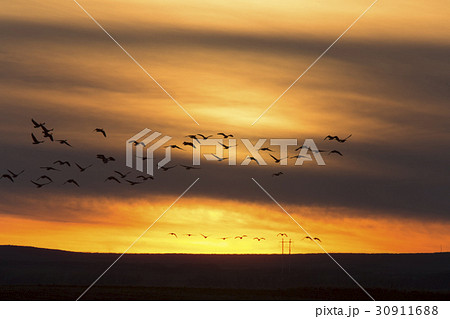 Geese in Flight Sunset 30911688
